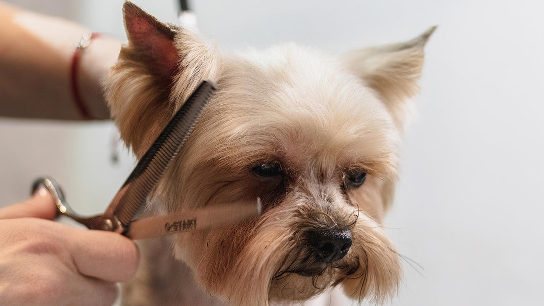 Grooming & Cleaning