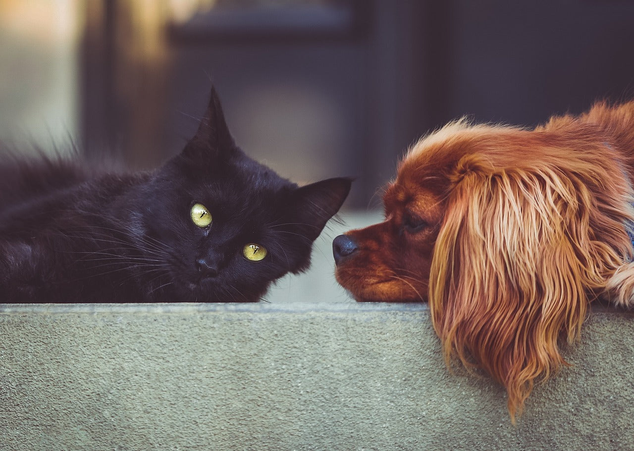 A cat and dog resting side by side